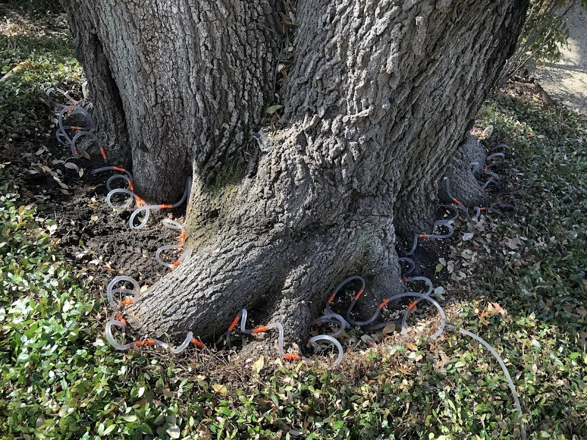 Detailed Tree Cabling and Bracing job site in Le Sueur