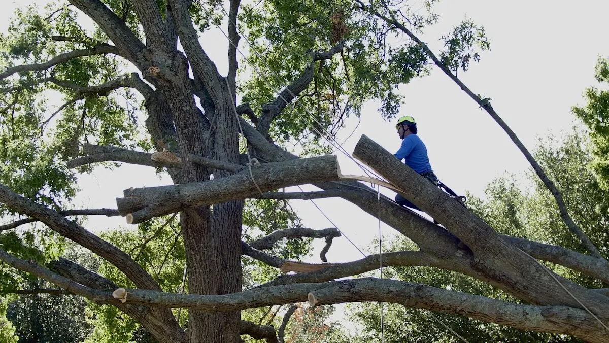 Professional Crown Thinning performed by certified arborists in Le Sueur