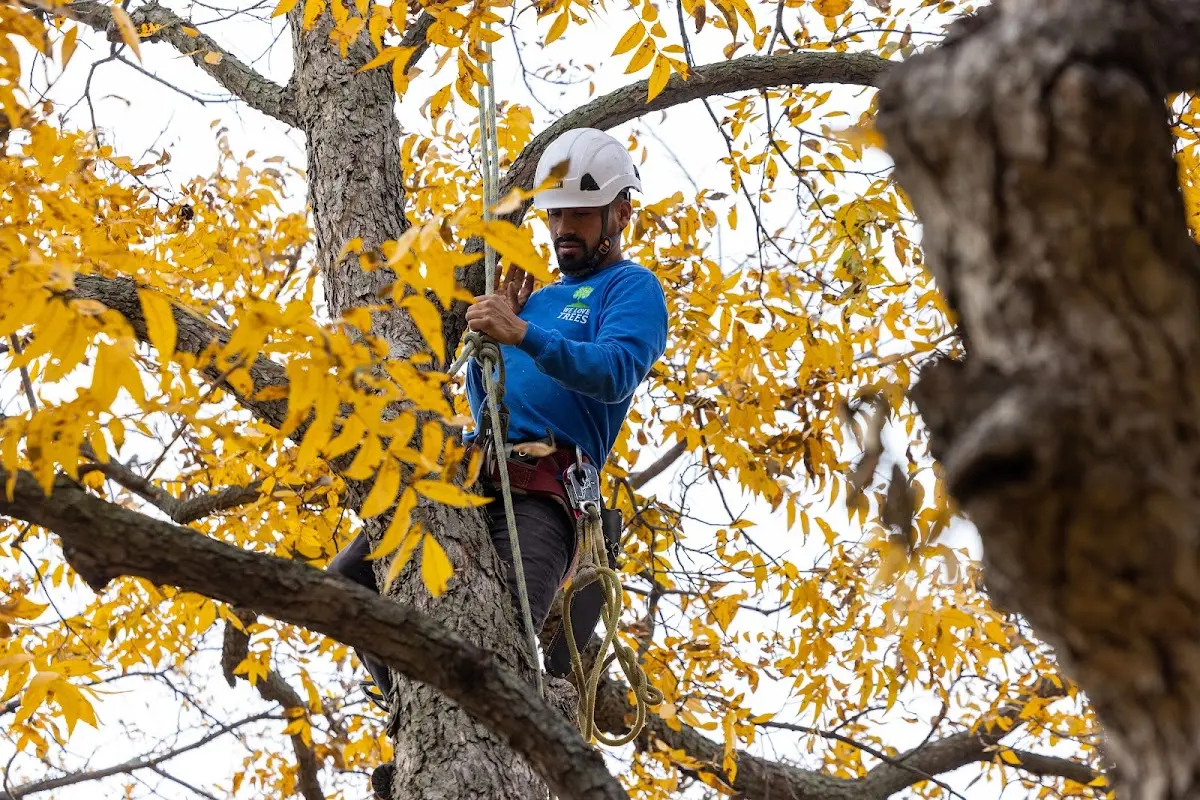 Skilled Tree Transplanting crew working in Le Sueur