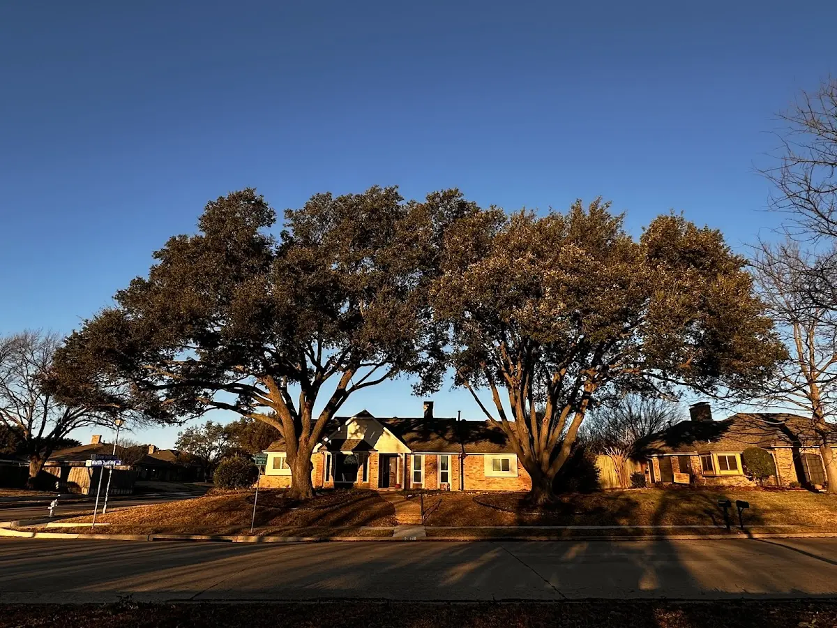 Established residential canopy tree shading a home in Le Sueur